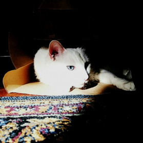 Prince Zuko, usurper of dreams