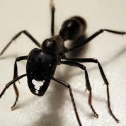 Falling in the Presence of Ants