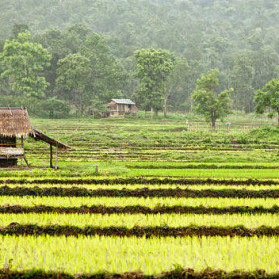 Rice Paddy