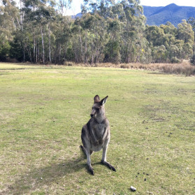 Ode to my Midsection