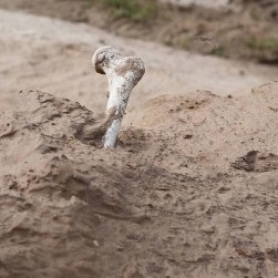 The Teen's Find (This is of a Cow)