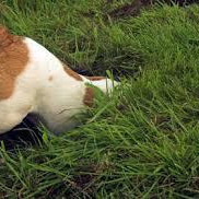 Dogs & Misnomers