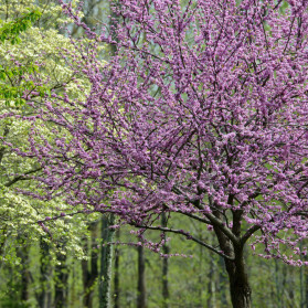 Flower in Spring