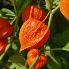 427 Marshall st, 1980