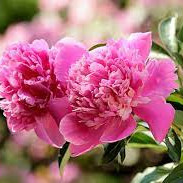 Peonies