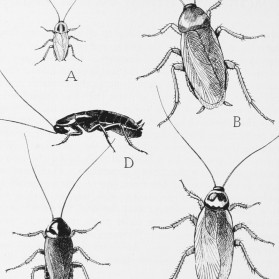 Where Humans Live Roaches