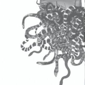 We Are Medusa