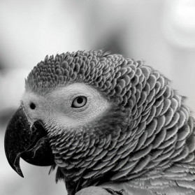 Pretty bird