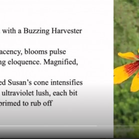 Bee Adjacency