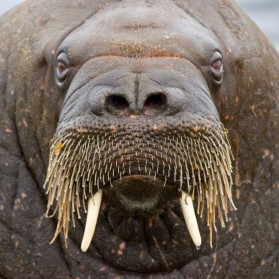 Sonnet: Neuroscience vs. Soul