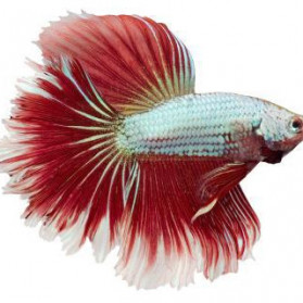 Betta Fish